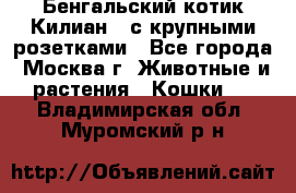 Бенгальский котик Килиан , с крупными розетками - Все города, Москва г. Животные и растения » Кошки   . Владимирская обл.,Муромский р-н